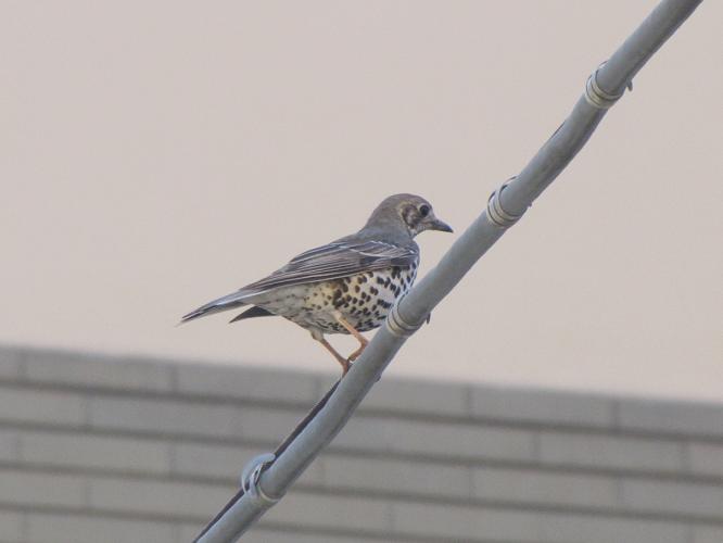 Turdus sp